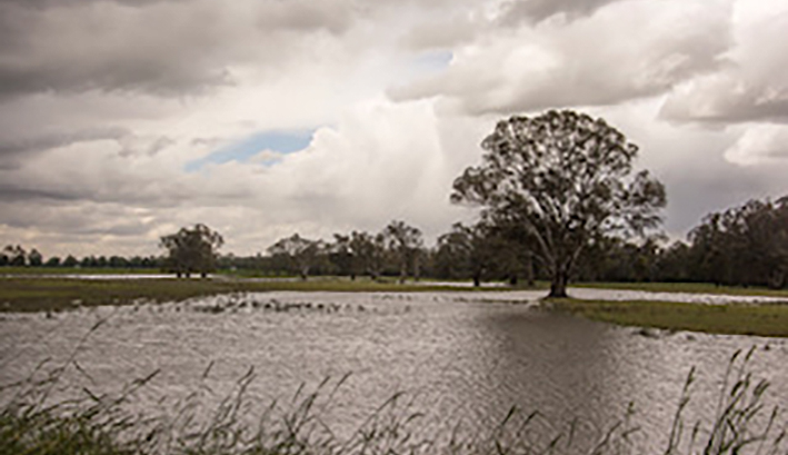 Flooded fields